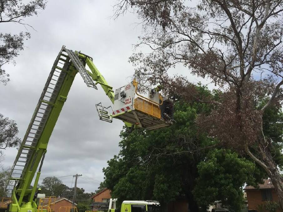 Firefighters used a Bronto to rescue the baby magpies. Photo: Supplied