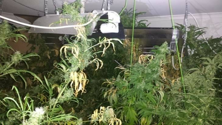 Cannabis plants seized during a search of a Calwell home on Tuesday Photo: ACT Policing