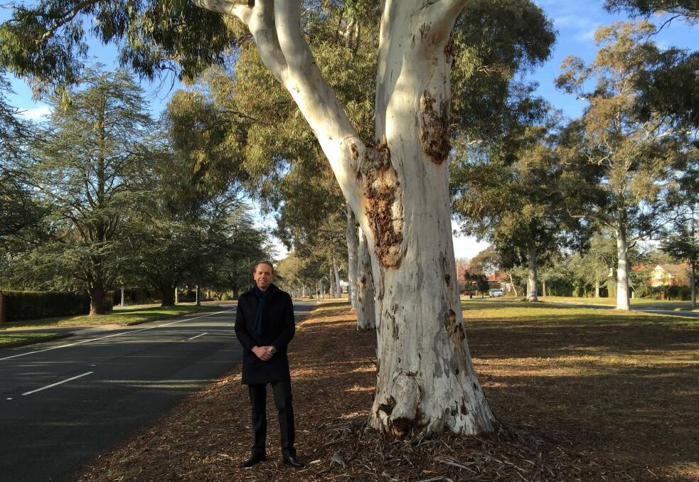 Capital Metro Minister Simon Corbell with brittle gum trees on Captain Cook Crescent in Griffith. Photo: Tom McIlroy