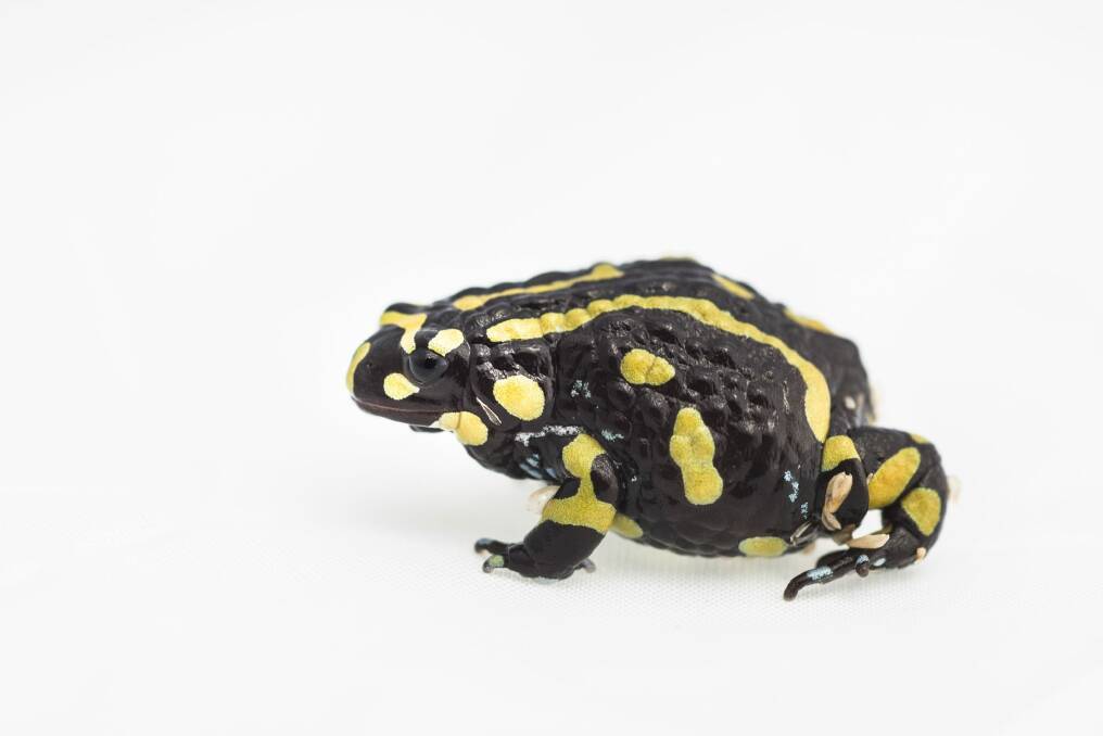 The pattern on each corroboree frog is unique. Photo: Rohan Thomson