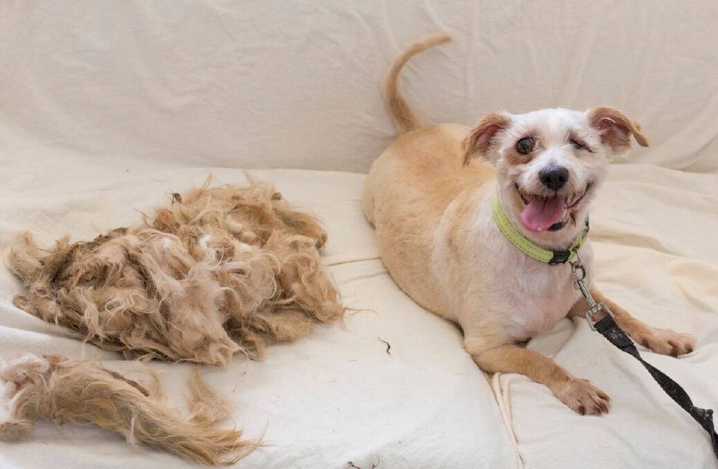 Lochie the dog happy after losing all that matted hair. Photo: Supplied
