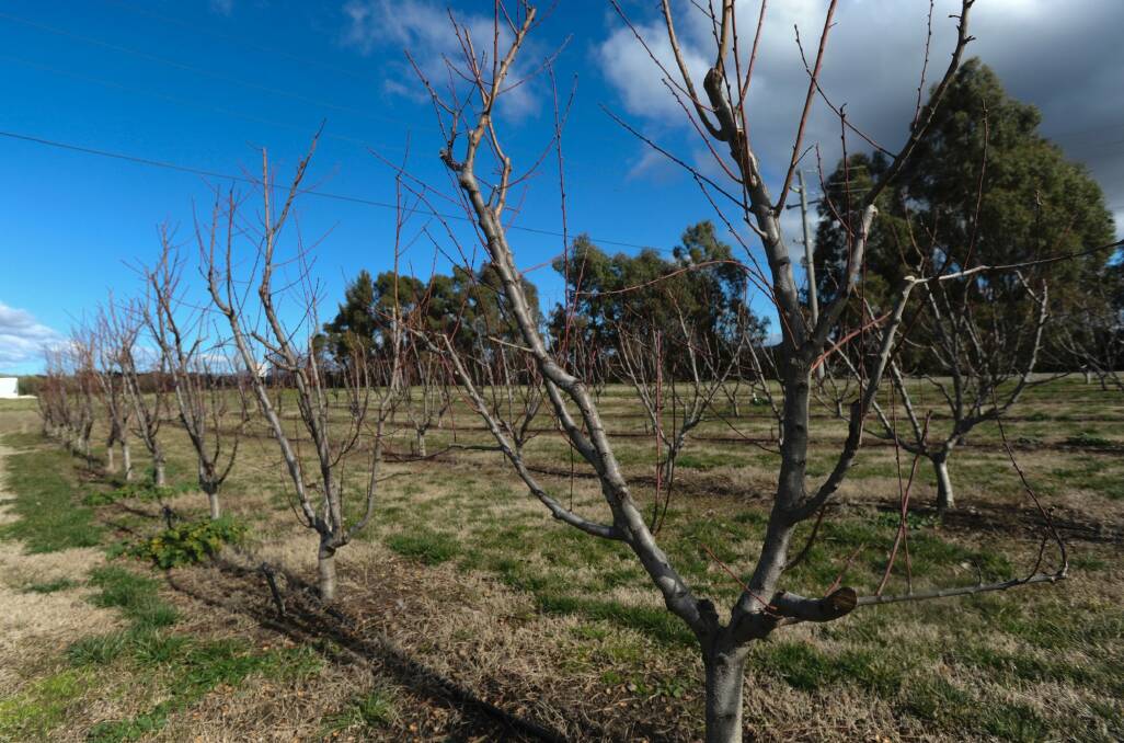 Palmette espaliered fruit trees in the orchard by the Molonglo River. Photo: Graham Tidy