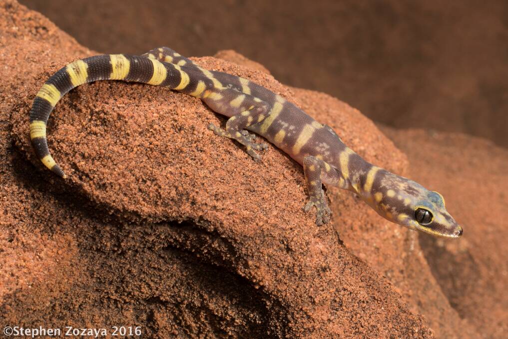 ANU researchers have discovered a new species of gecko in central Australia. Photo: Stephen Zozaya