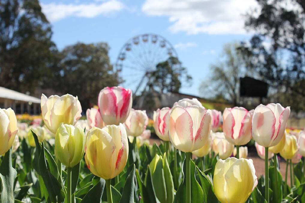 FULL BLOOM: spring flowers and summer temperatures brought hoardes of tourists to Floriade.  Photo: Supplied