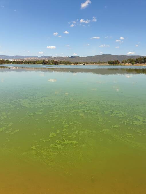 Lake Tuggeranong in a paint-like layer of algae after its most recent bloom. Photo: Ross Thompson
