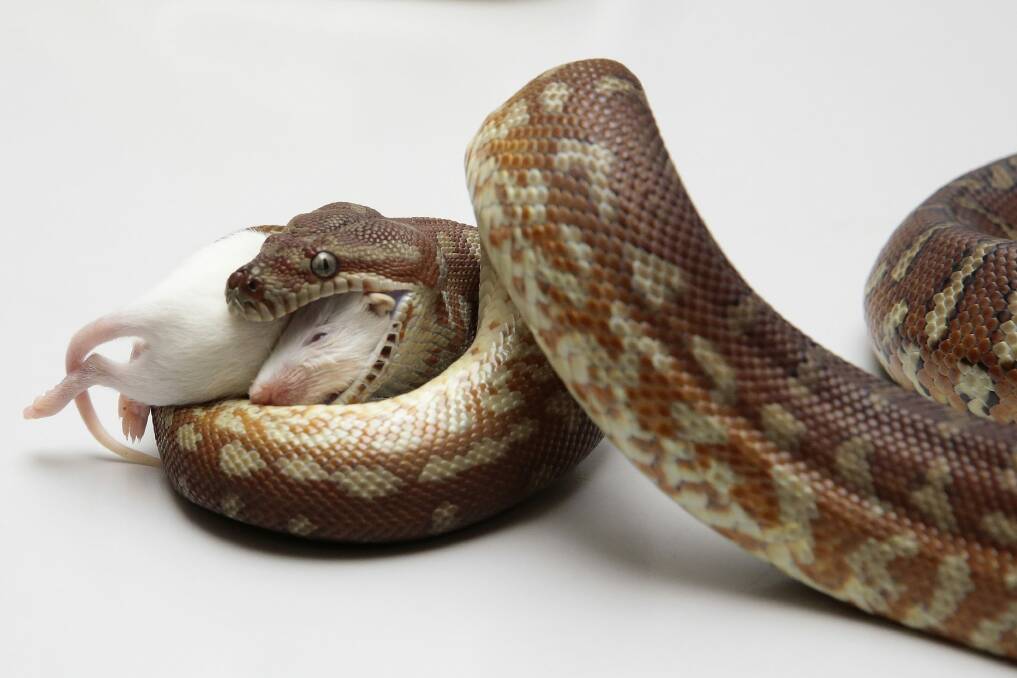 A centralian python eats a dead mouse at the Snakes Alive display. Photo: Jeffrey Chan.