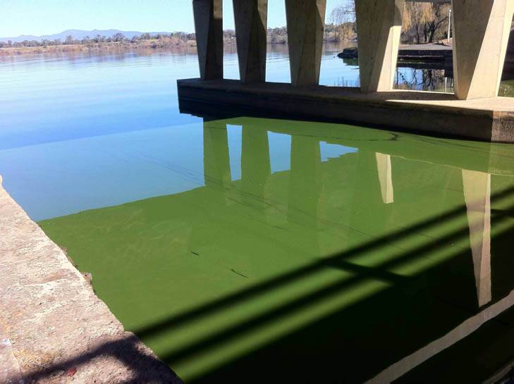 A reader's photo showing the algae in the estuary of Sullivans Creek. Photo: Arno Mullbacher