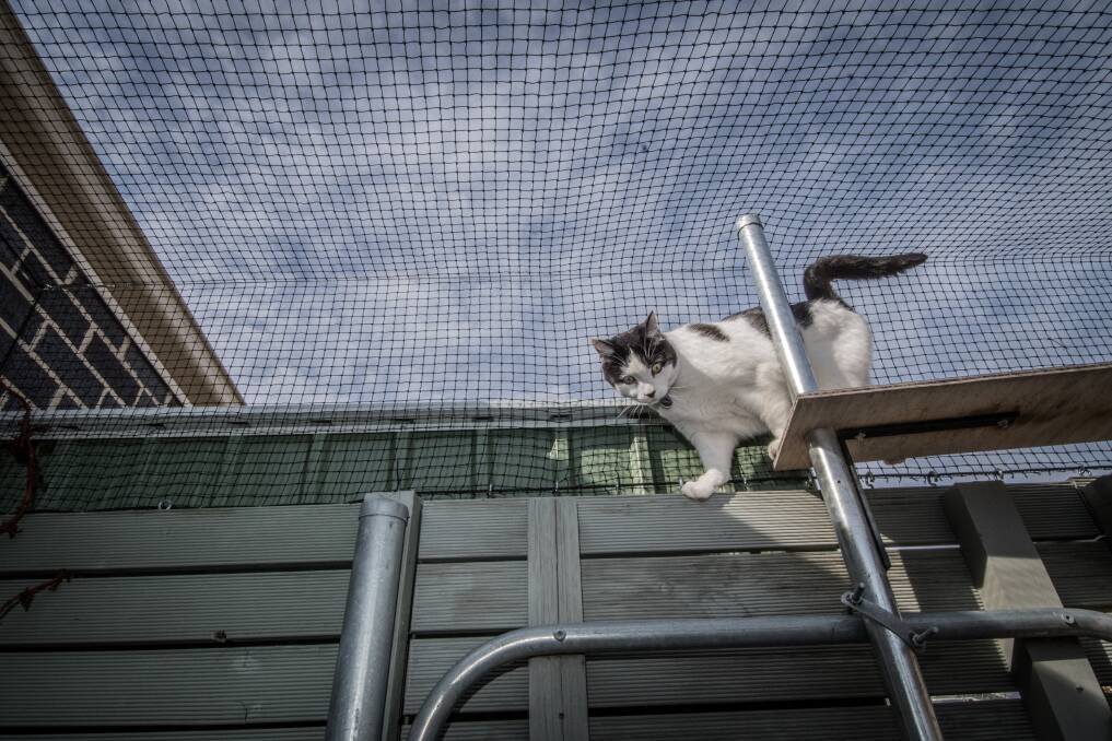 Cat containment is being expanded into Whitlam in the Molonglo Valley. Photo: Karleen Minney