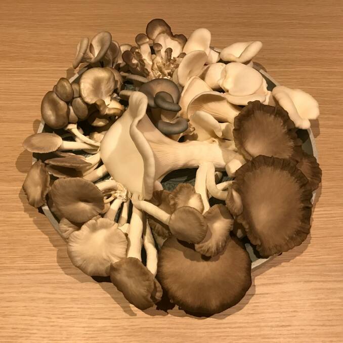 Fungi Co's harvest plate of mushrooms. Photo: Supplied
