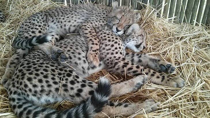 The quarantined cheetahs - the latest additions to the National Zoo and Aquarium.