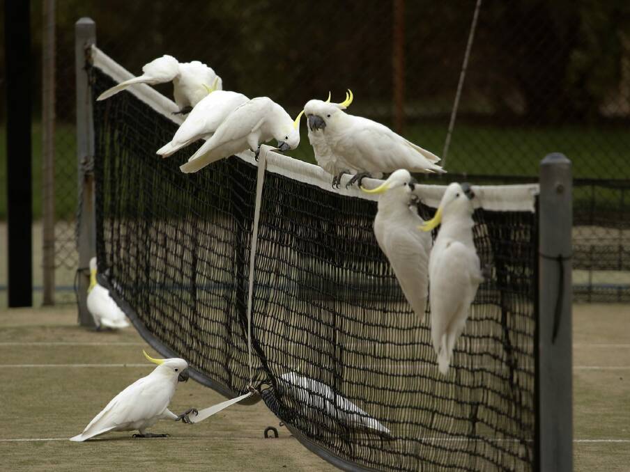Cockatoos at Ainslie Tennis Club.  Photo: David Flannery