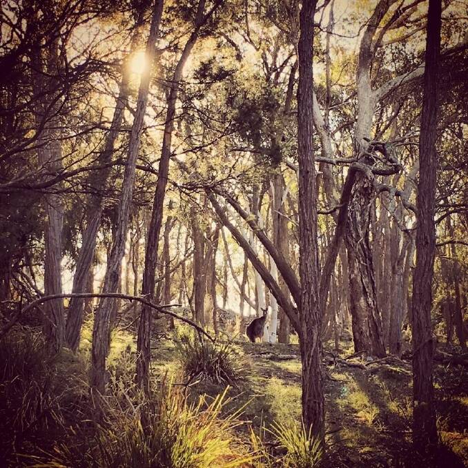 "Winter Afternoon Walks" – Canberra Times winter photo competition 2016. 




 Photo: Karina Wilson