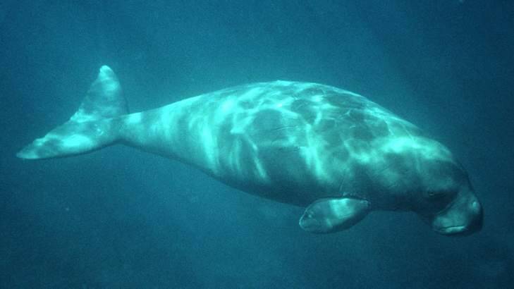 Dugongs are a protected animal under the Nature Conservation Act 1992. Photo: Supplied.