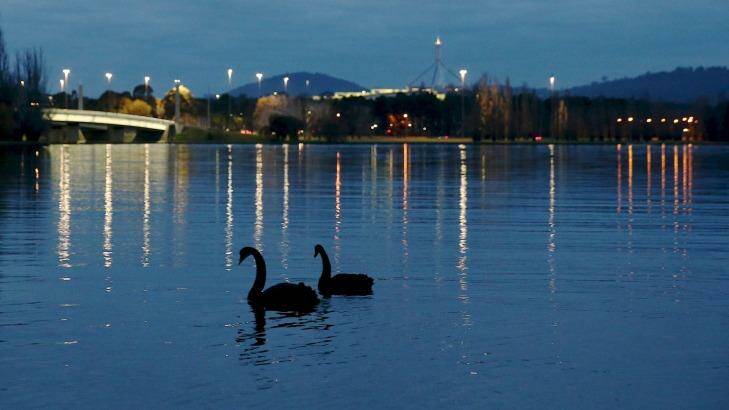 Swans enjoy the evening solitude on Lake Burley Griffin. Photo: Alex Ellinghausen
