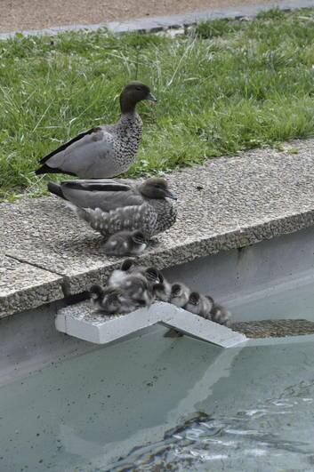 A duckling demonstrates how to use the special ramp at the Australian Academy of Science. Photo: Supplied