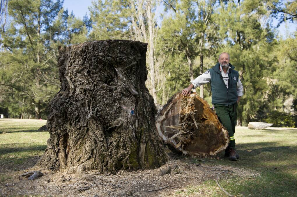 Ranger Darren Roso with an 80-year-old Lombardy poplar that was cut down at the Cotter. The trees have been deteriorating due to their age.
 Photo: Jay Cronan
