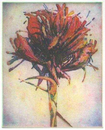Tony Ameneiro, Gymea Lily 3 colour etching. Photo: Supplied