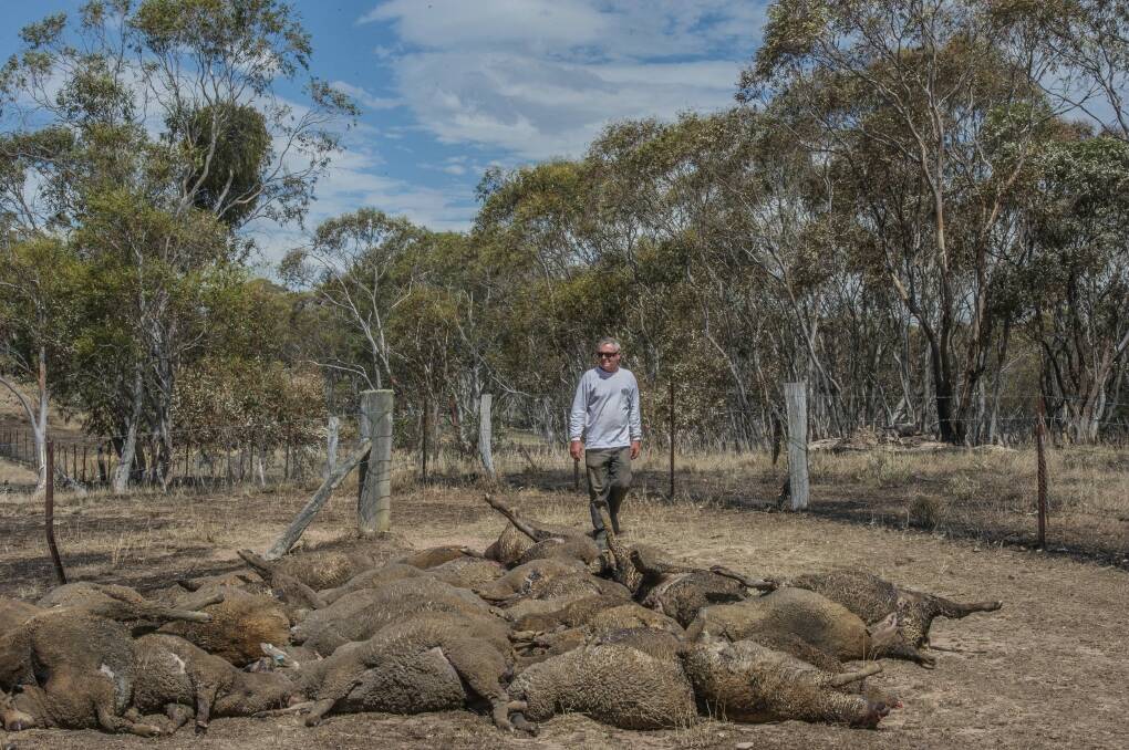 Fred Kuhn on his Mount Fairy property with some of the sheep that perished in the recent fires. Photo: Karleen Minney