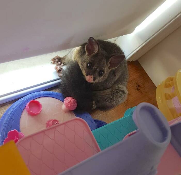 The cheeky possum Katie Carlisle returned from a night away to find in her children's playroom. Photo: Katie Carlisle