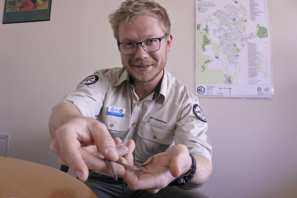 ACT Parks and Conservation senior ranger Nick Daines with a striped legless lizard, a threatened reptile often confused with a snake. Photo: Daniel Burdon