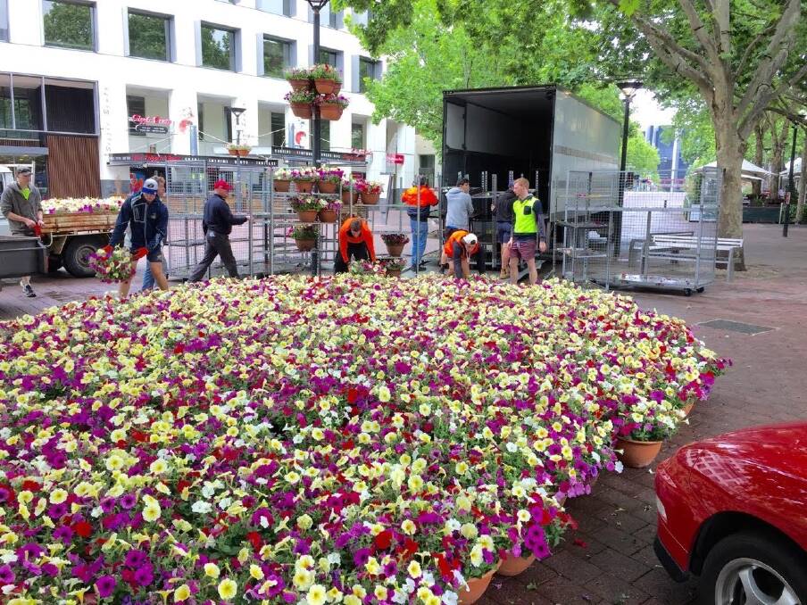 This season's petunia installation underway in Civic. Photo: Byam Wight
