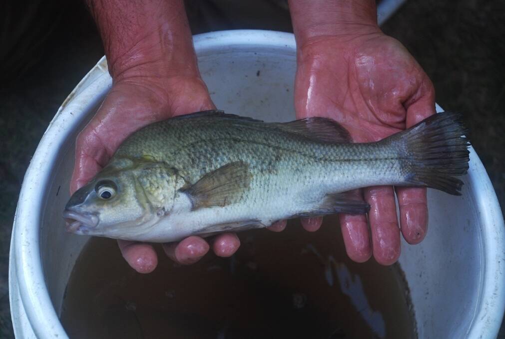 A Macquarie perch Photo: NSW Department of Primary Industry