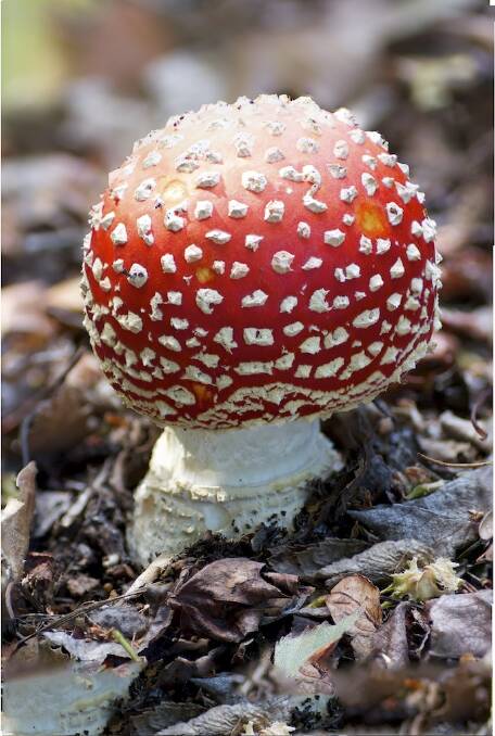 Red mushrooms captured in the garden.  Photo: Graeme Taylor