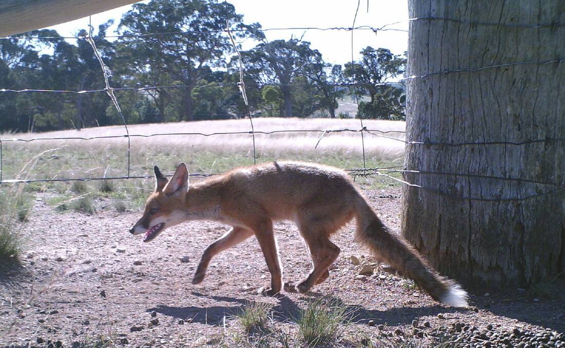 Foxes numbers are rising, and their control is a higher priority for NSW land managers. Photo: NSW Department of Primary Industries.