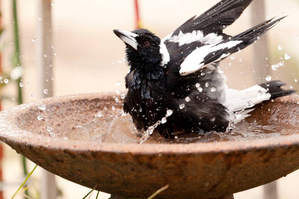 The magpie is Canberra's most frequently seen native bird species. Photo: Hannah O'Neill