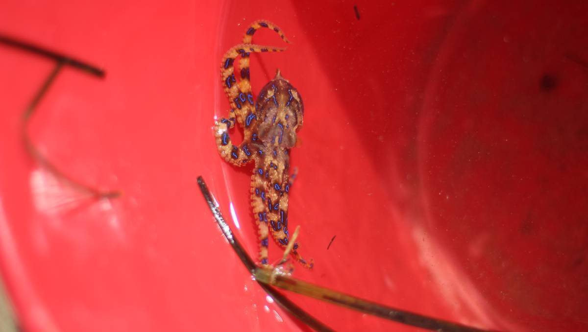 The deadly blue-ringed octopus found in the mouth of Candlagan Creek. Photo: Supplied