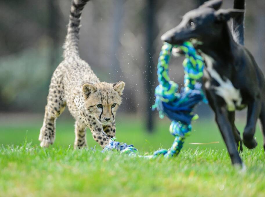 Solo the four-month-old cheetah cub chases a rope dragged by his canine companion Zama. Photo: Sitthixay Ditthavong
