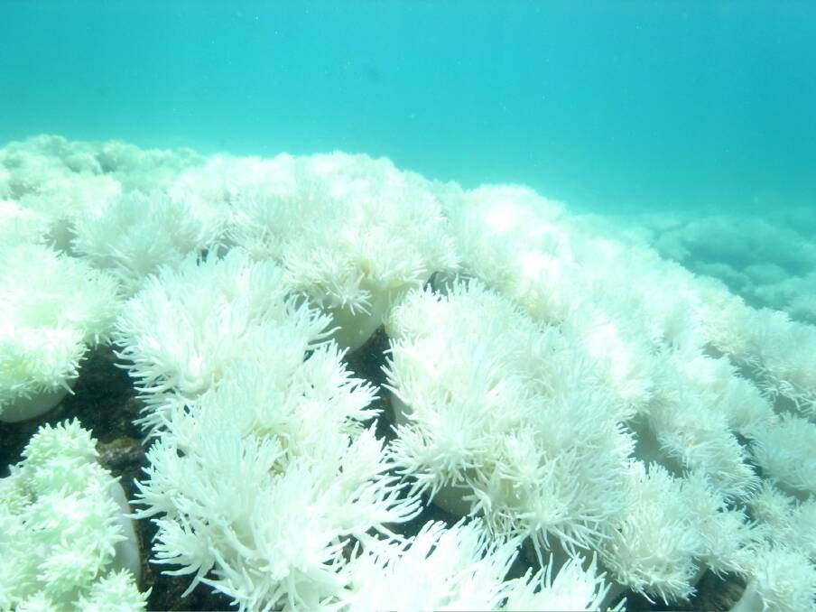 Hard coral bottom left and soft coral. Bleached as far a you can see. Photo: Crispin Hull