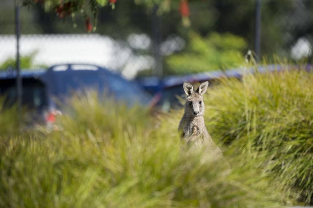 There are more than 20,000 kangaroo strikes on Australian roads each year, costing over $75 million in claims. Photo: Jay Cronan