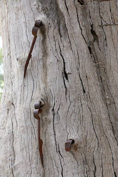 The shears embedded in a tree near Hay. Photo: Tracey Kruger