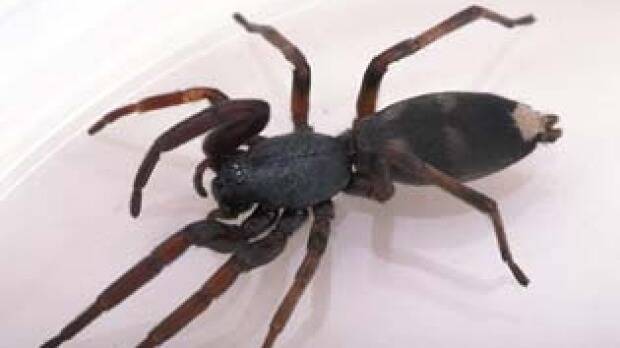 White-tailed spiders are one of the most prominent species in the ACT region. Photo: Supplied.
