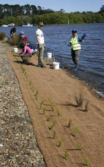Volunteers planting aquatic macrophytes along Lake Burley Griffin in Yarralumla. Photo: Jeffrey Chan