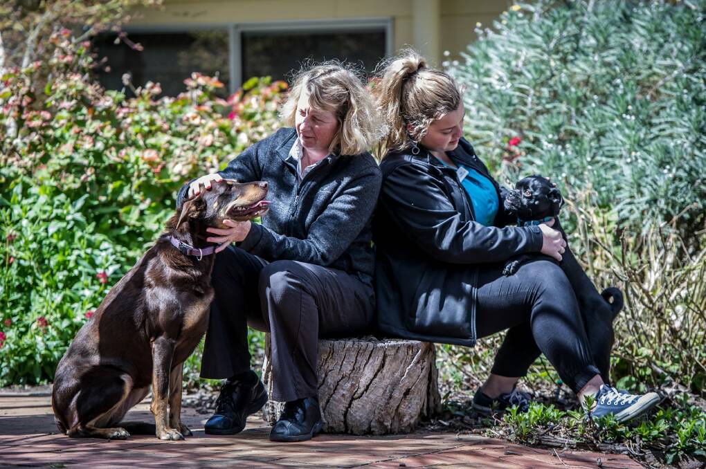 Hall Vet Lesa Potten and head receptionist April Maney have concerns about the recent arrival of paralysis ticks in ACT.  Photo: Karleen Minney
