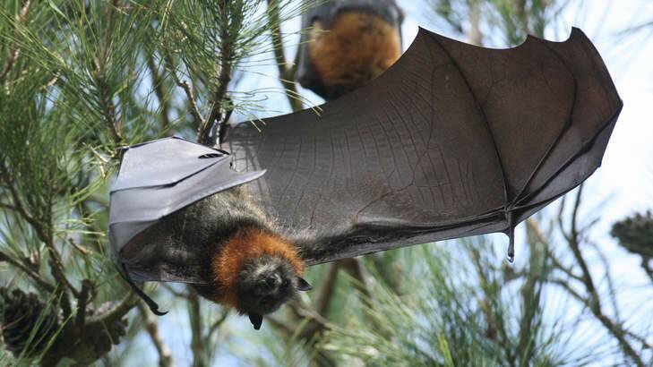 ACT resident told to avoid bats as bat lyssavirus has been detected in NSW this year. Photo: Aaron Sawall