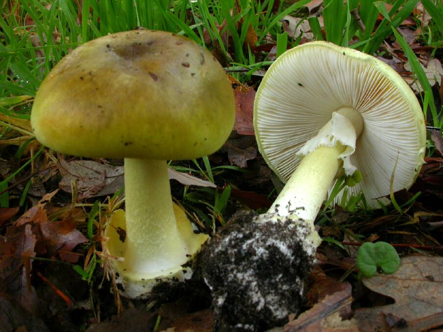 The sighting of death cap mushrooms in Canberra has the government worried.  Photo: Supplied