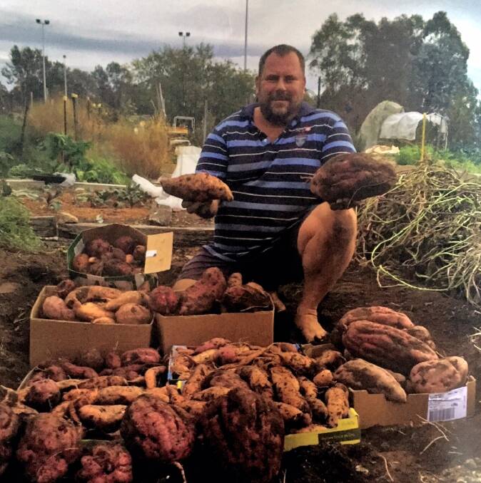 Troy Lloyd with his huge sweet potato harvest. Photo: Rebecca Bourke