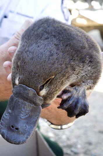 Released: The female platypus was returned to the wild. Photo: Jeffrey Chan