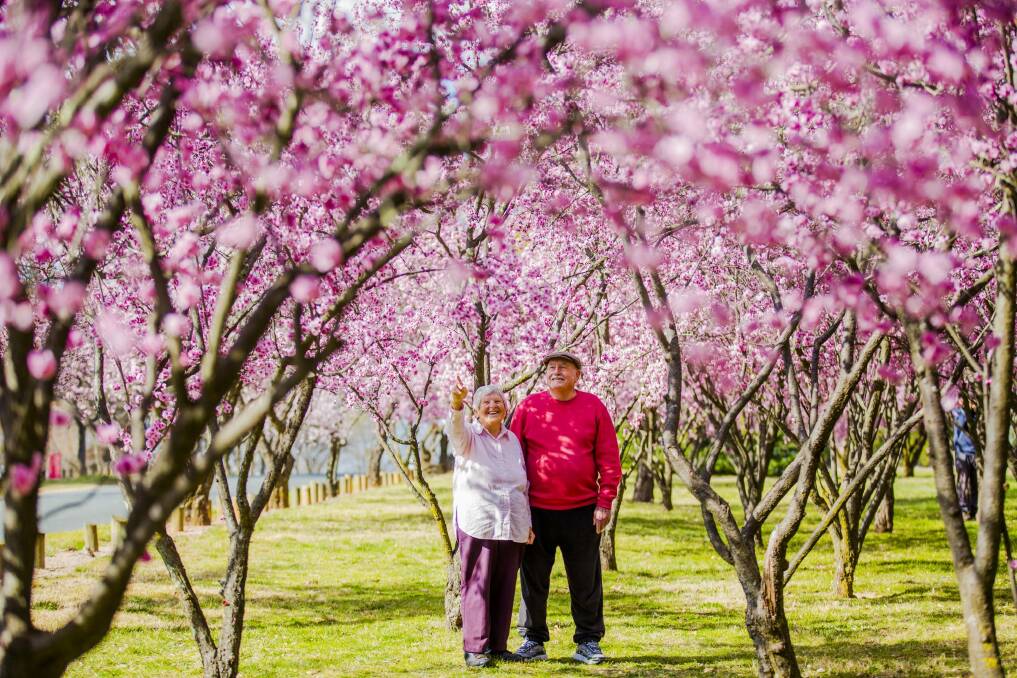 Maureen and Phil Adam, of Curtin, are enjoying spring and its cherry blossoms. Photo: Jamila Toderas