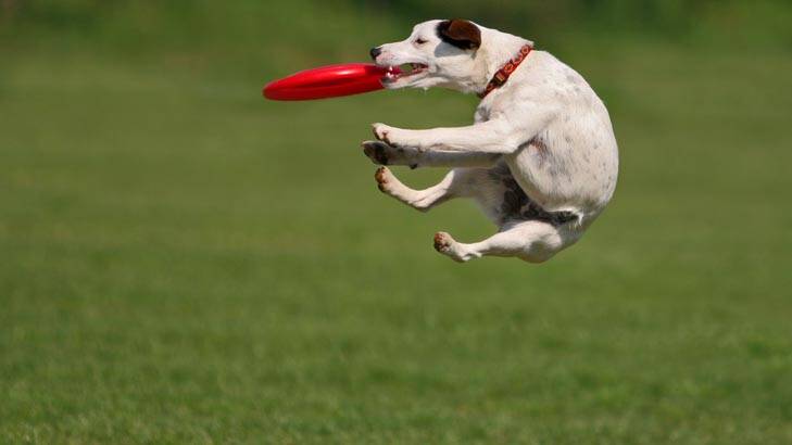 Off the leash ... Canberrans are being asked to comment on the location of a new dog park. Photo: Thinkstock