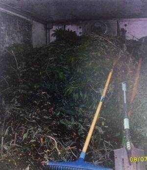 Police found almost 80 cannabis plants in the back of a truck. Photo: ACT Policing