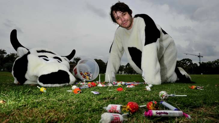 Sam Guthrie gets paid to dress up as a cow and acts as the ANU student centre's promotional mascot. Photo: Melissa Adams