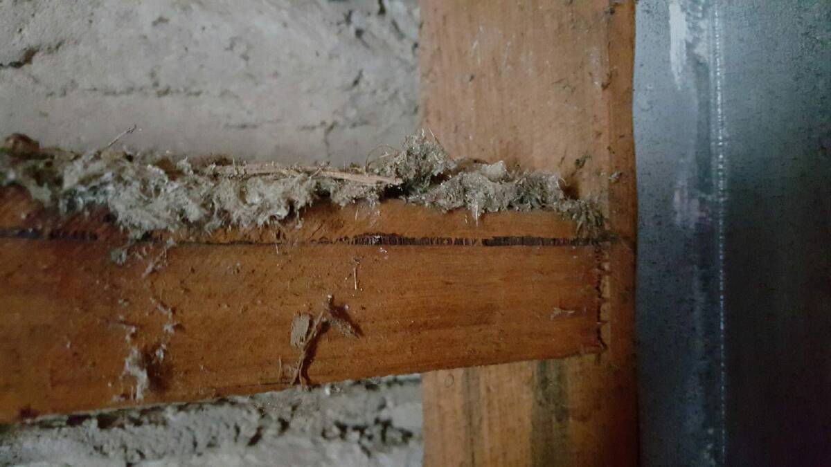 Fluffy asbestos insulation discovered in the wall cavities of a Weston Creek house, some of the worst contamination found to date. Photo: Asbestos Taskforce