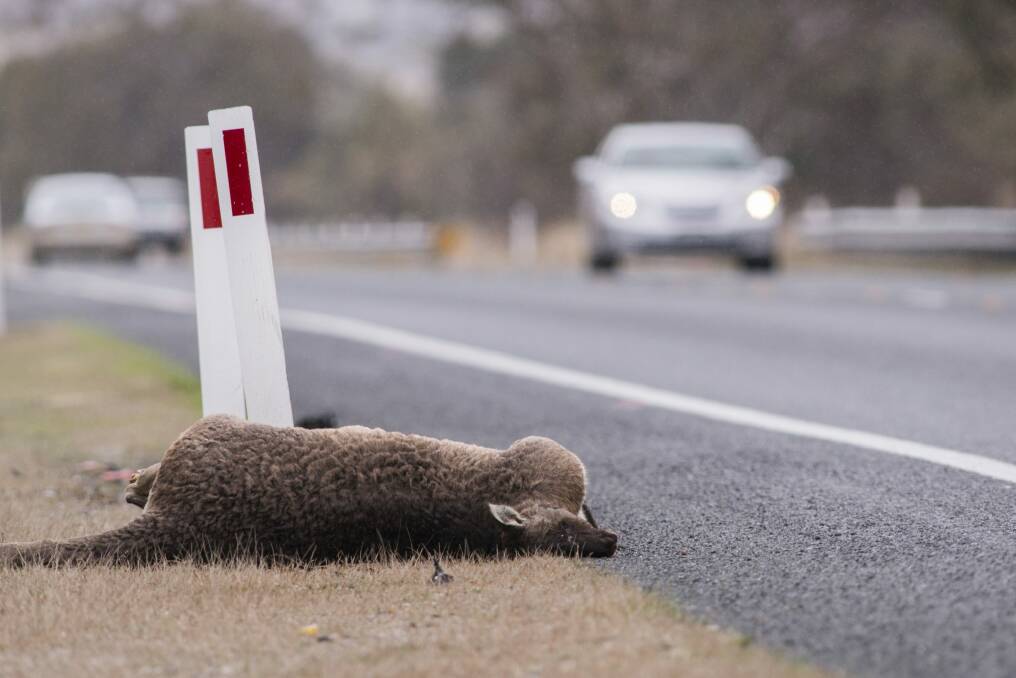 One of many dead kangaroos on the road from Canberra to the snowfields.. Photo: Rohan Thomson