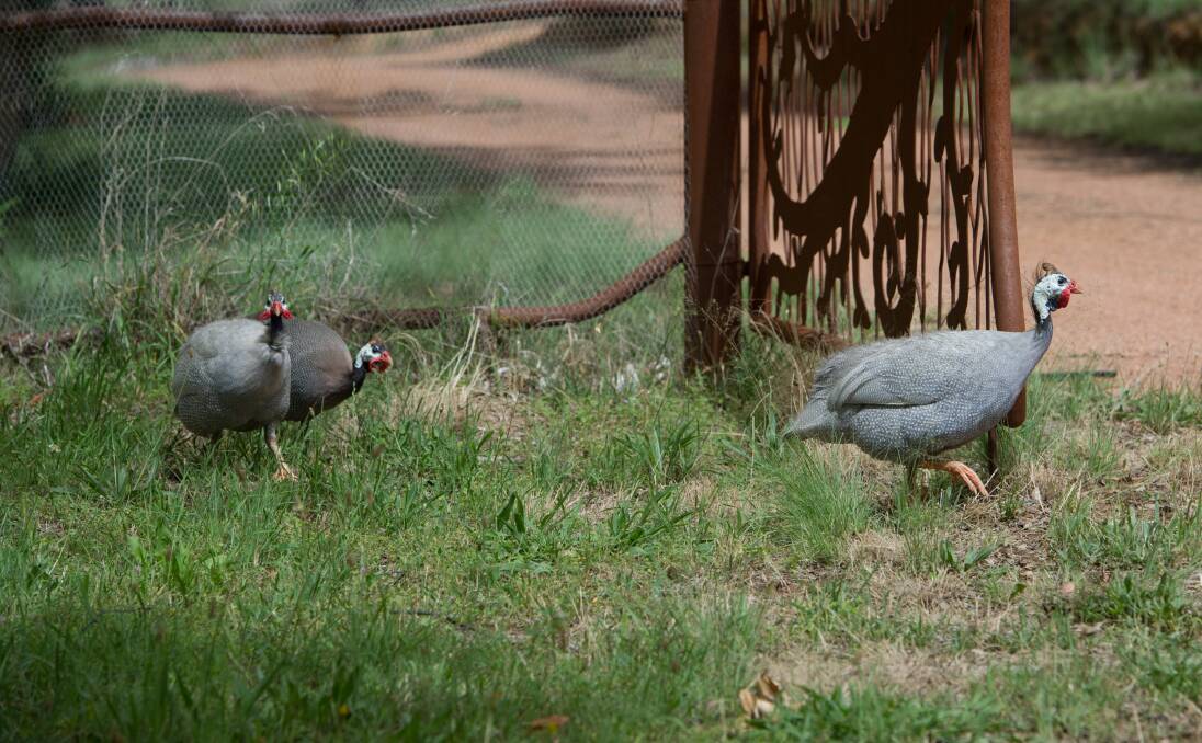 Guinea fowl are also used at the winery. Photo: Elesa Kurtz