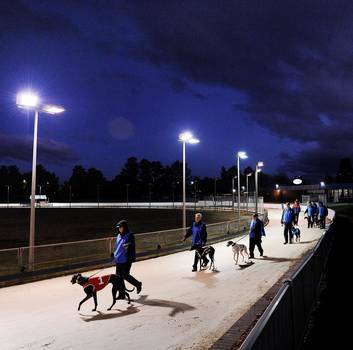 A night at the Canberra Greyhounds, The dogs are lead out for the first race of the night. Photo: Colleen Petch COP