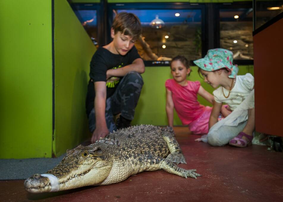 Amelia Miller, 7, with sister Emmerson, 5, and volunteer Brian la Rance with the first saltwater crocodile 'Charlie' at his new home at the Canberra Reptile Zoo. Photo: Elesa Kurtz